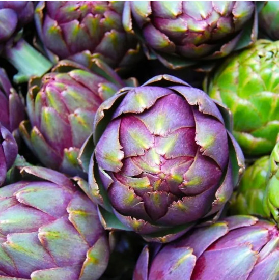 Артишок «Гурман»