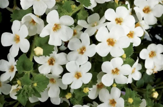 Бакопа раскидистая «Лавина белоснежная»