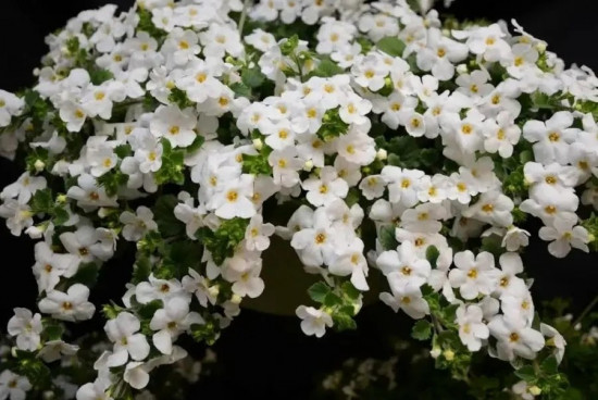 Бакопа раскидистая «Лавина белоснежная»