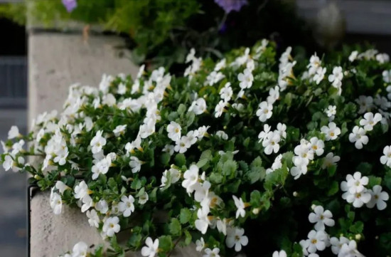 Бакопа раскидистая «Лавина белоснежная»