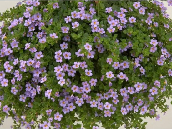 Бакопа раскидистая «Лавина голубая дымка»