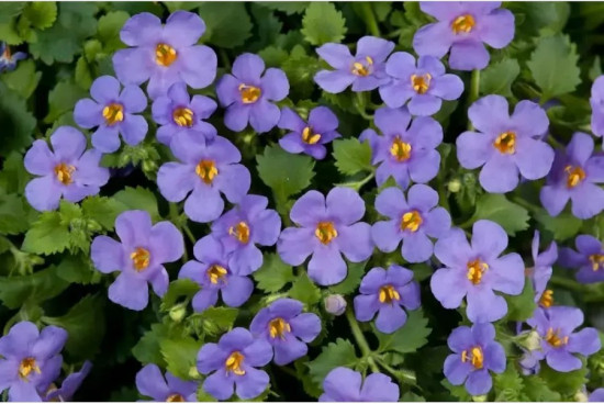 Бакопа раскидистая «Лавина голубая дымка»