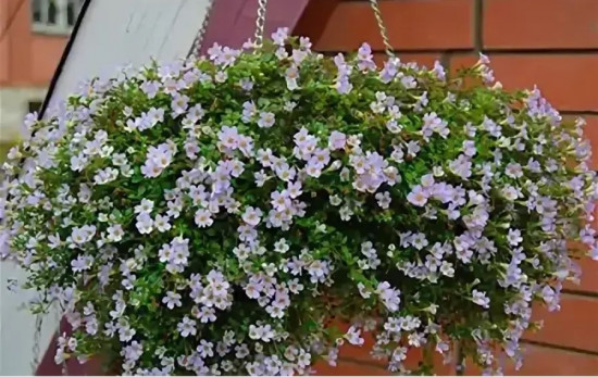 Бакопа раскидистая «Лавина голубая дымка»