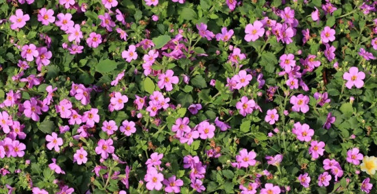 Бакопа раскидистая «Лавина розовое облако»