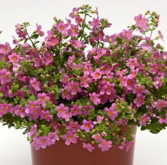 Бакопа раскидистая «Лавина розовое облако»