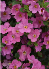 Бакопа раскидистая «Лавина розовое облако» - Фото 3