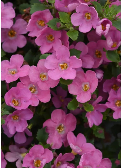 Бакопа раскидистая «Лавина розовое облако»