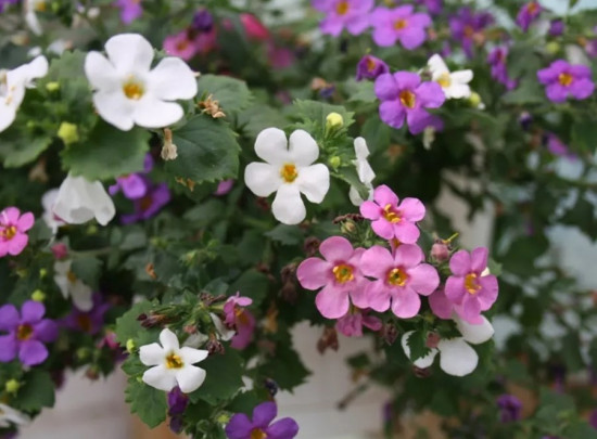 Бакопа раскидистая, смесь сортов «Лавина»