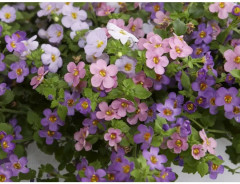 Бакопа раскидистая, смесь сортов «Лавина» - Фото 2