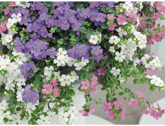 Бакопа раскидистая, смесь сортов «Лавина»