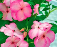 Бальзамин Уоллера «Баланс F1 роуз пикоти» - Фото 2