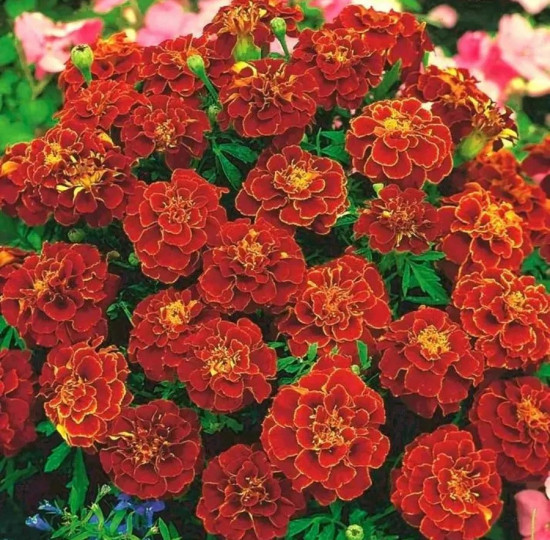 Семена бархатцев «Бронзовые анемоны махровые»