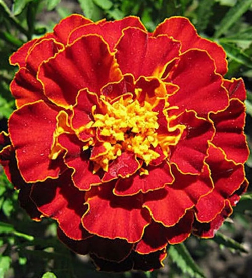 Семена бархатцев «Бронзовые анемоны махровые»