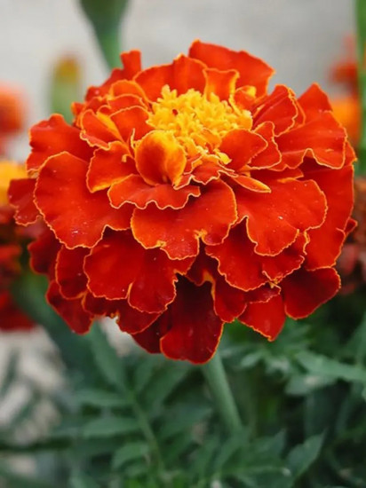 Семена бархатцев «Бронзовые анемоны махровые»