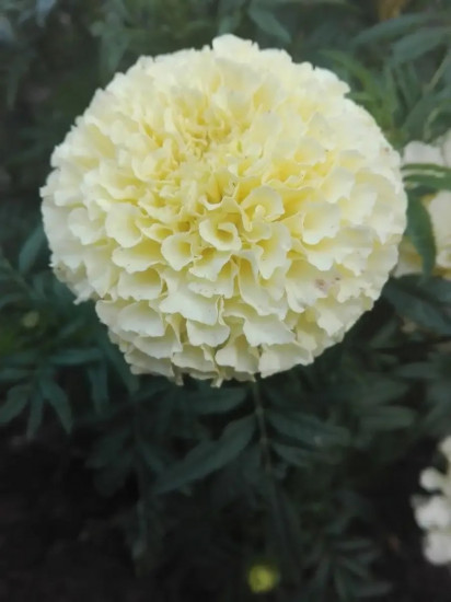 Семена бархатцев прямостоячих «Ванилла F1»