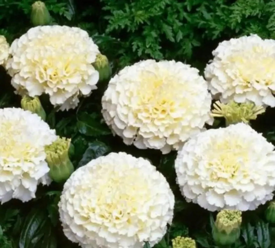 Семена бархатцев прямостоячих «Ванилла F1»