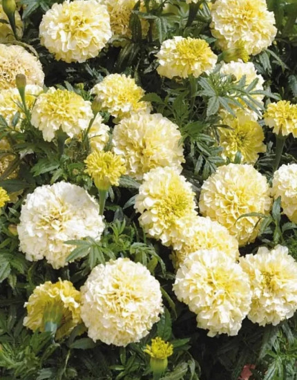 Семена бархатцев прямостоячих «Ванилла F1»