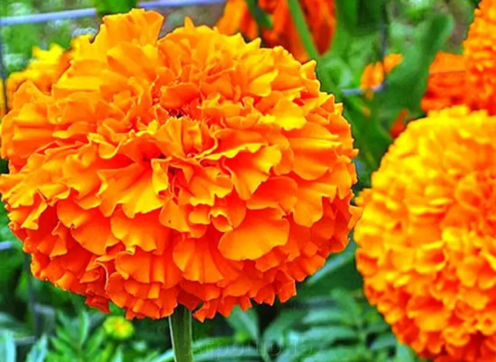 Семена бархатцев прямостоячих «Гавайи»