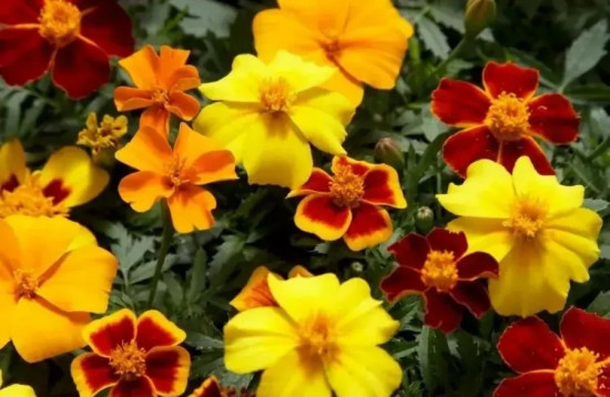 Семена бархатцев отклоненных, смесь сортов «Диско»