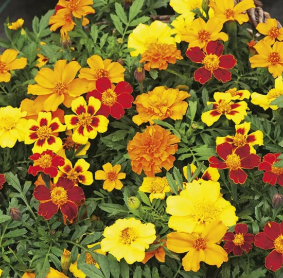 Семена бархатцев отклоненных, смесь сортов «Диско»