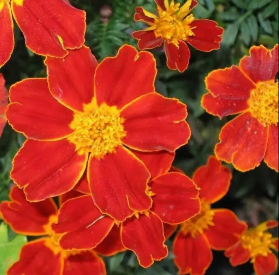 Семена бархатцев отклоненных «Диско ред»