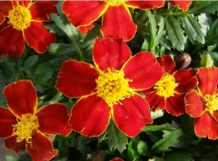 Семена бархатцев отклоненных «Диско ред» - Фото 2