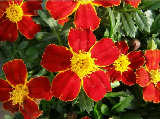 Семена бархатцев отклоненных «Диско ред»