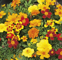 Семена бархатцев отклоненных «Диско ред» - Фото 3