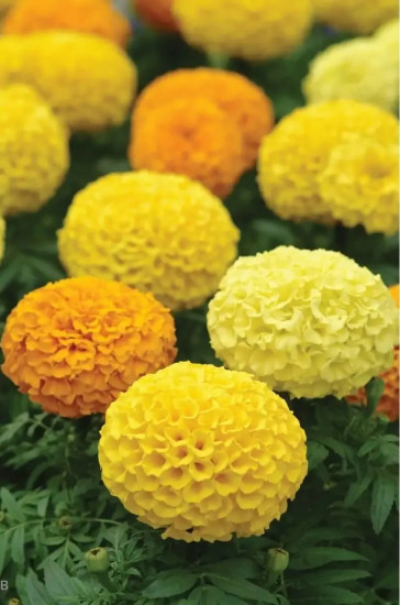 Семена бархатцев прямостоячих, смесь сортов «Дюна»