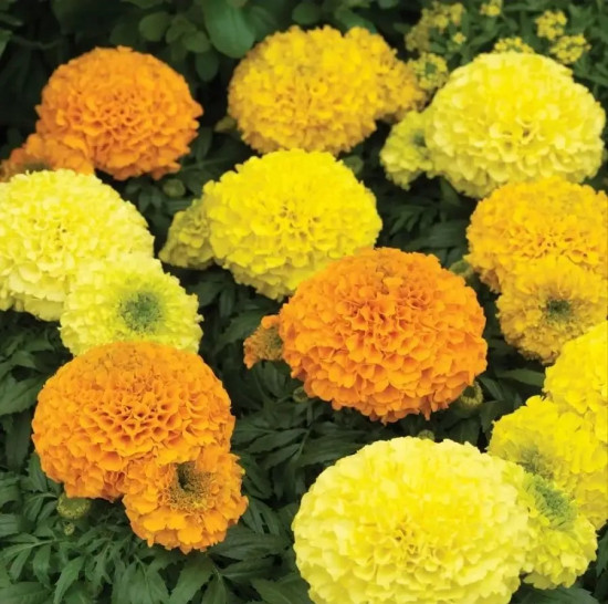 Семена бархатцев прямостоячих, смесь сортов «Дюна»