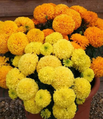 Семена бархатцев прямостоячих, смесь сортов «Дюна» - Фото 3