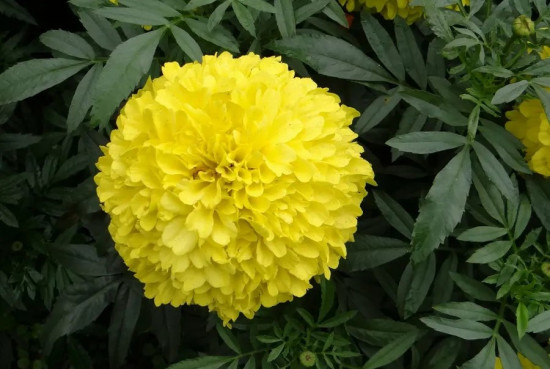 Семена бархатцев прямостоячих «Золотисто-кремовые букетные»