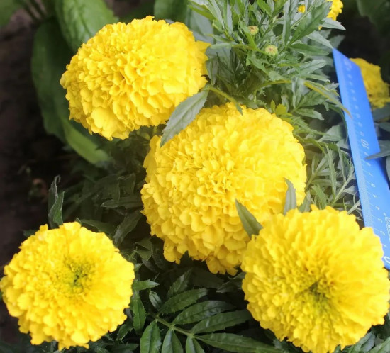 Семена бархатцев прямостоячих «Золотисто-кремовые букетные»