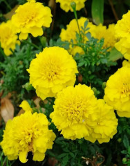 Семена бархатцев прямостоячих «Золотисто-кремовые букетные» - Фото 3