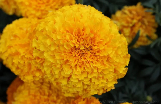 Семена бархатцев прямостоячих «Золотой ёжик»