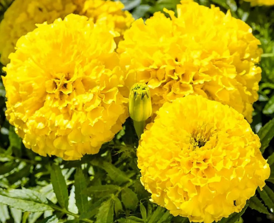 Семена бархатцев прямостоячих «Золотой ёжик»