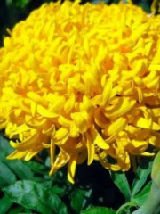 Семена бархатцев прямостоячих «Золотые купола» - Фото 1