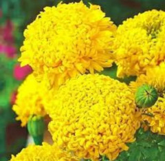 Семена бархатцев прямостоячих «Золотые купола» - Фото 2