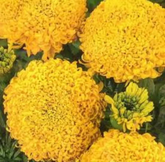 Семена бархатцев прямостоячих «Золотые купола»