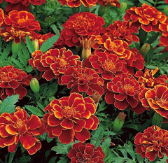 Семена бархатцев отклоненных «Кармен» - Фото 1