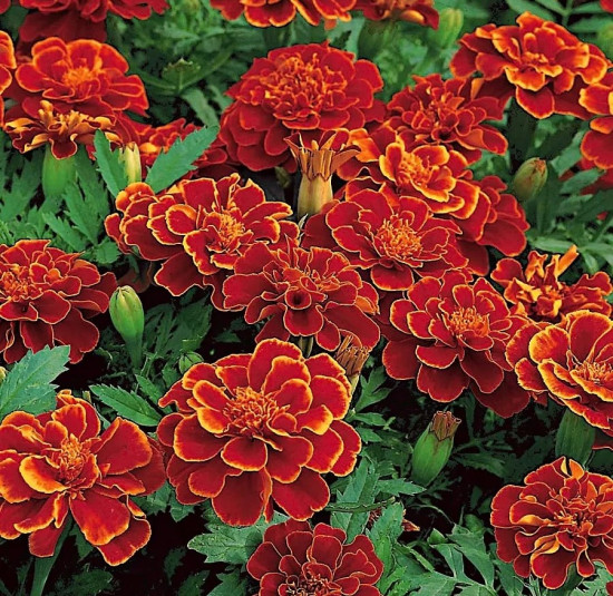 Семена бархатцев отклоненных «Кармен»