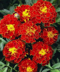 Семена бархатцев отклоненных «Кармен» - Фото 2