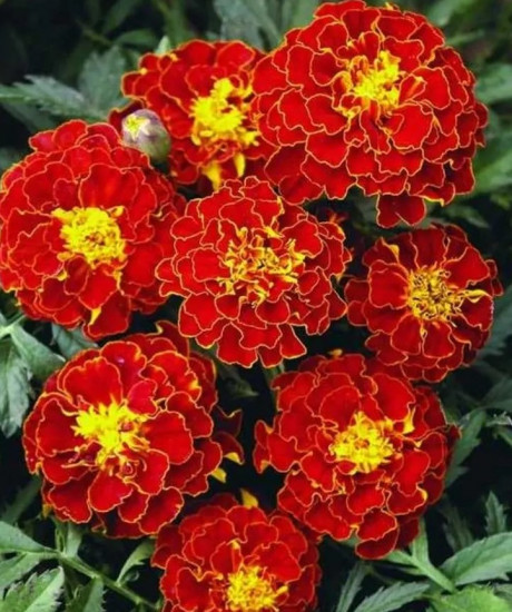 Семена бархатцев отклоненных «Кармен»