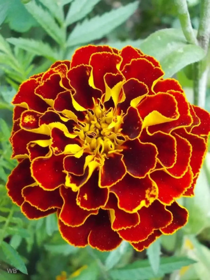 Семена бархатцев отклоненных «Кармен»