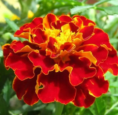 Семена бархатцев отклоненных «Кармен» - Фото 4