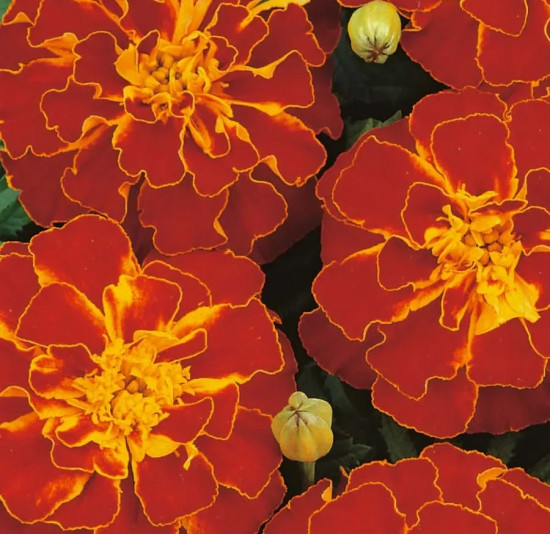 Семена бархатцев гибридных «Констанция»