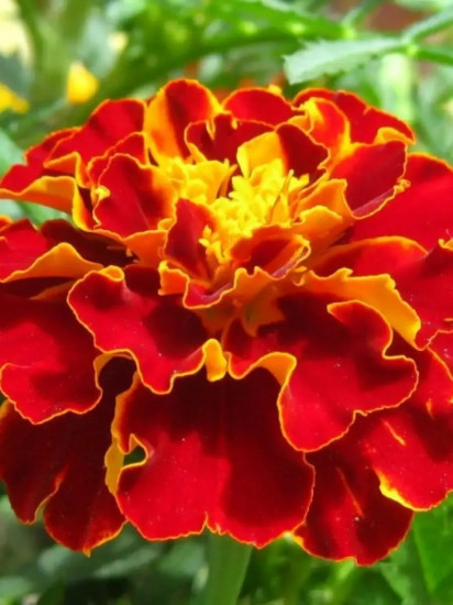 Семена бархатцев гибридных «Констанция»