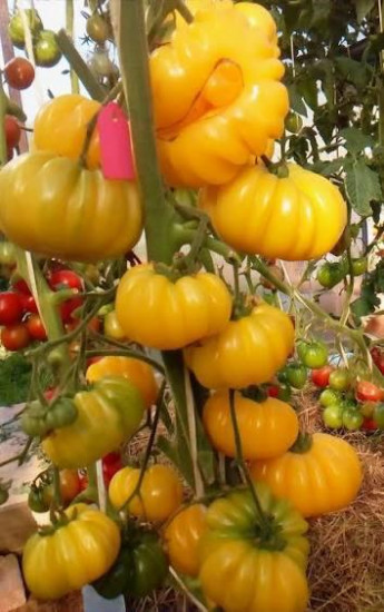 Колекционные семена томата «Желтый гигант»