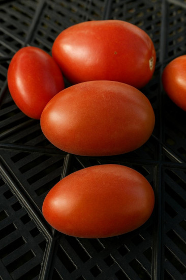 Колекционные семена томата «Мохнатый шмель»