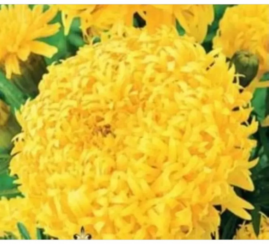 Семена бархатцев прямостоячих «Купид лимонные»